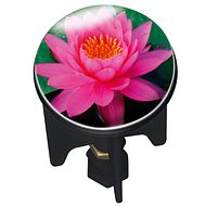 Pluggy Pink Lily 